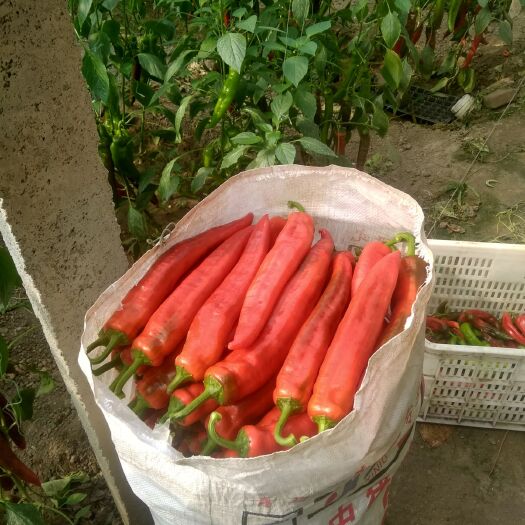 寿光市红椒 15~20cm 中辣 红色 