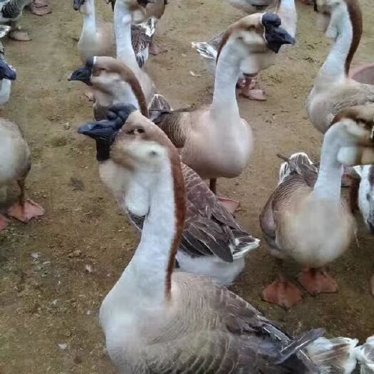 广州狮头鹅苗 