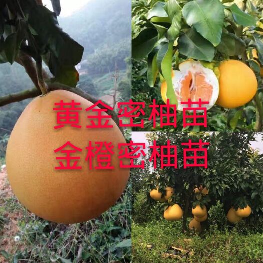 容县金橙蜜柚苗 黄金密柚3号苗密柚苗金橙密柚苗