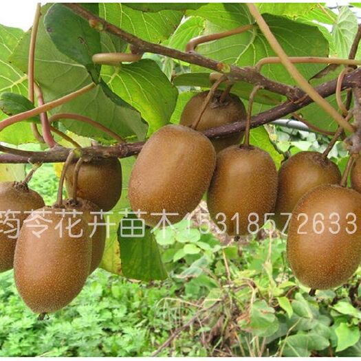 平邑县红心猕猴桃苗 嫁接苗 