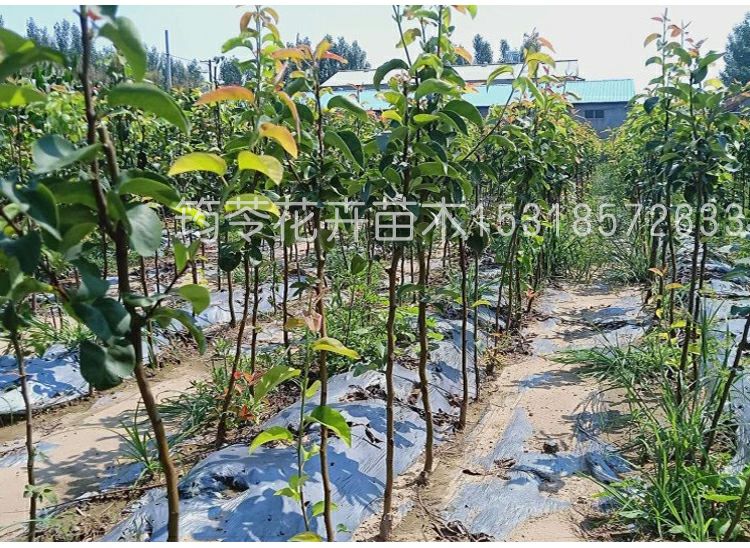 砀山酥梨苗 1~1.5米 