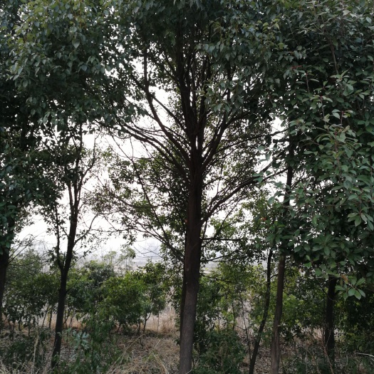 随县全冠香樟 