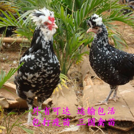 南宁贵妃鸡鸡苗 统货 贵妃鸡苗