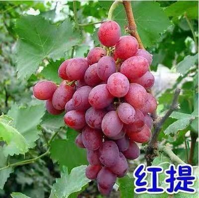 平邑县美国红提苗 