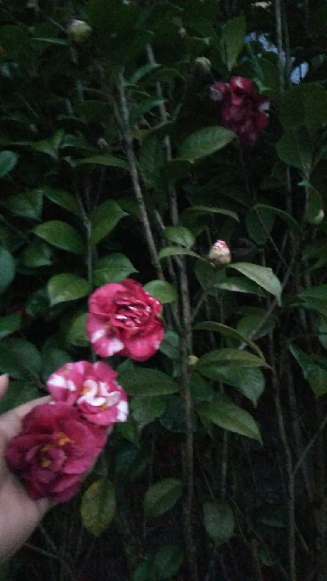 茶花树 100~140cm 