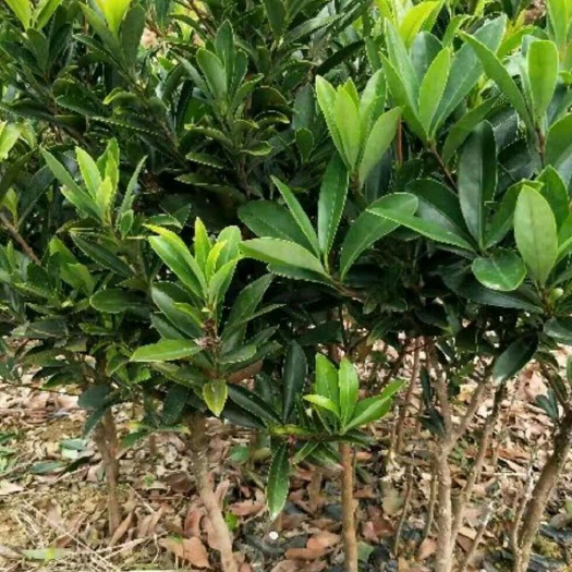 灵山县四季杜鹃红山茶红山茶花苗 观赏绿植盆栽花卉三年苗带土带叶包邮