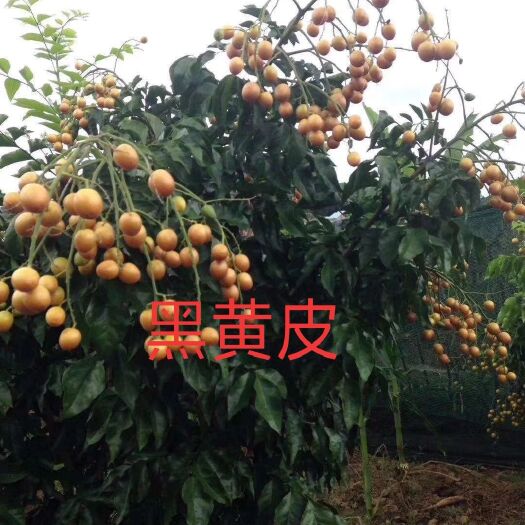 浦北县黑黄皮果苗 