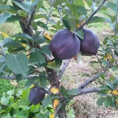 平邑县黑钻苹果树苗 1~1.5米 