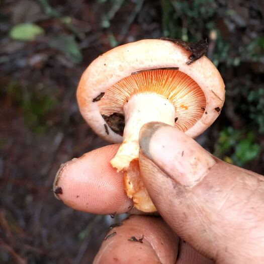 会理市野生菌子 散装 半年 