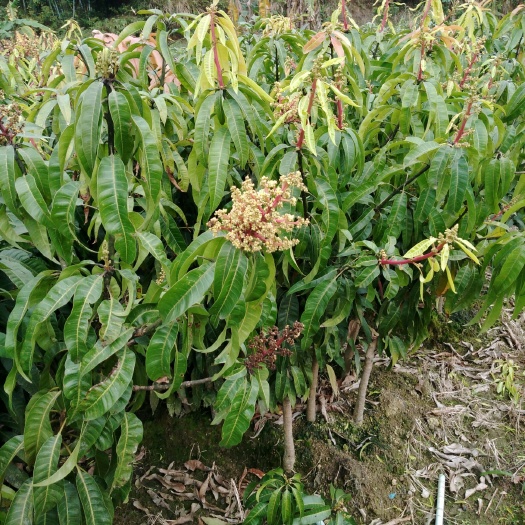 灵山县澳芒苗 