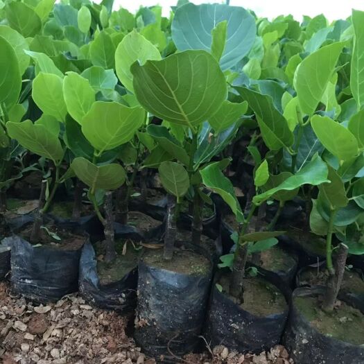 灵山县马来西亚一号菠萝蜜苗 