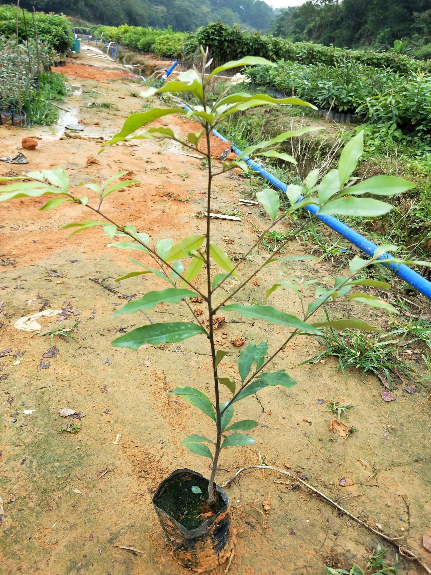 广州红椎种子 