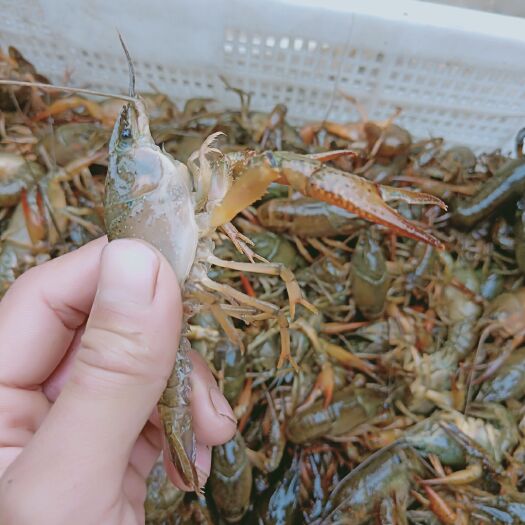 青壳小龙虾 4-6钱 稻田虾 