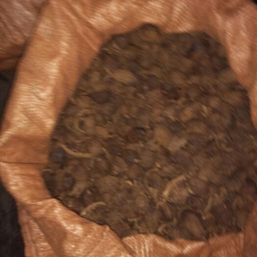 盈江县草果 