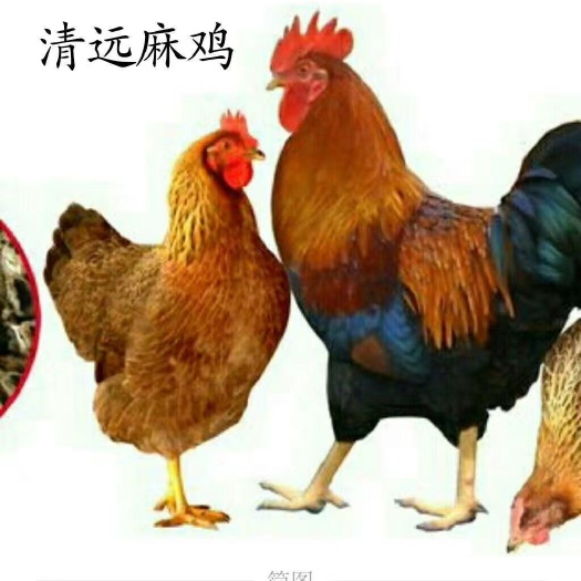 广州清远2号麻鸡苗 厂家直销品种保证量大从优