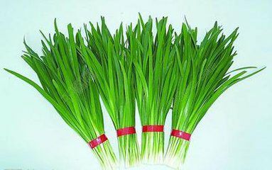西华县大叶韭菜 头茬 35~40cm 