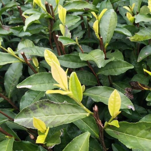 福安市中黄3号茶树苗 独本苗 0.5米以下 