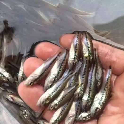 广州淡水鲈鱼 0.5公斤以下 人工养殖
