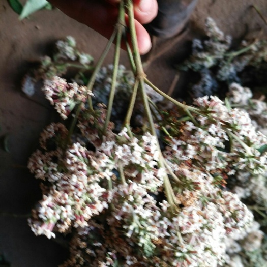 个旧市密蒙花，