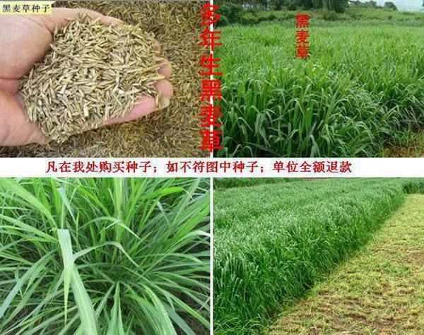 嘉祥县黑麦草种子