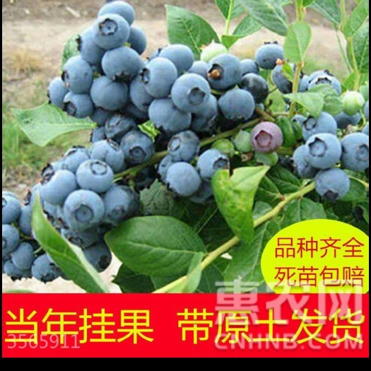 浦城县兔眼蓝莓苗 以结果蓝莓四年苗