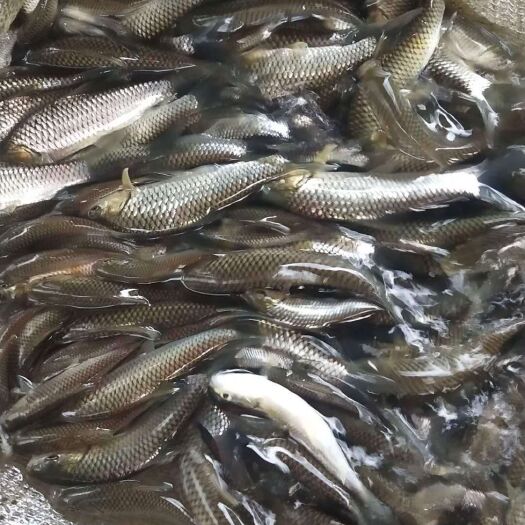 湄潭县青鱼苗  草鱼，鲫鱼，各种鱼苗