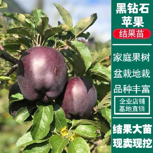 平邑县黑钻苹果树苗 0.5~1米 