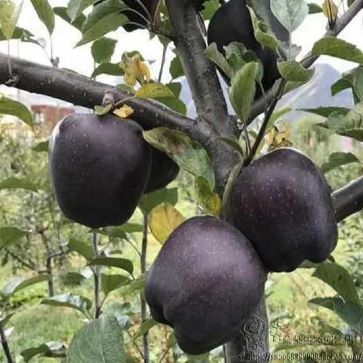 平邑县黑钻苹果树苗 1~1.5米 
