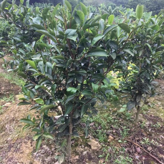 饶平县凤凰单丛茶苗 独本苗 0.5~1米 