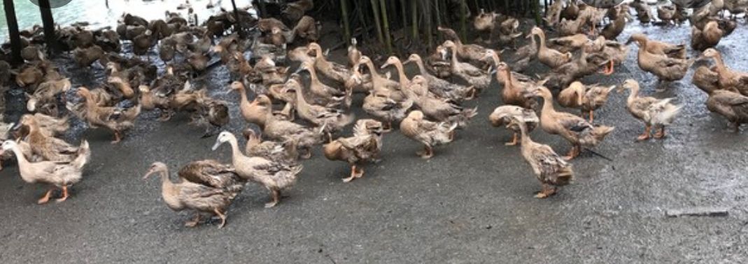 合浦县海鸭蛋 食用 散装 