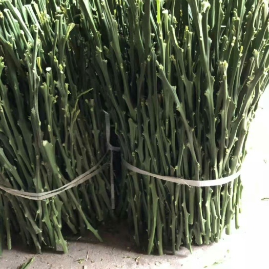 上犹县纽荷尔脐橙枝条 25~30cm 