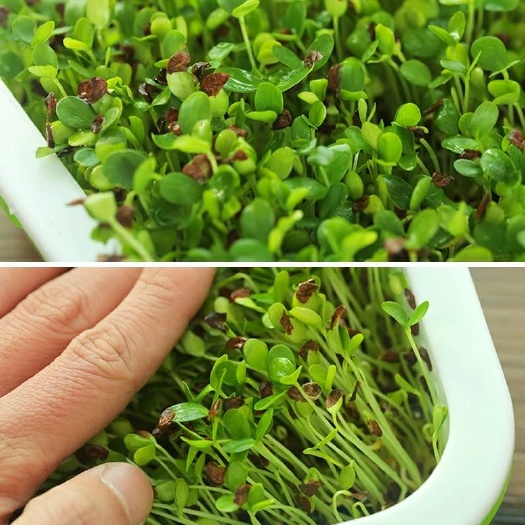 济南豌豆苗 人工种植 混装通货 