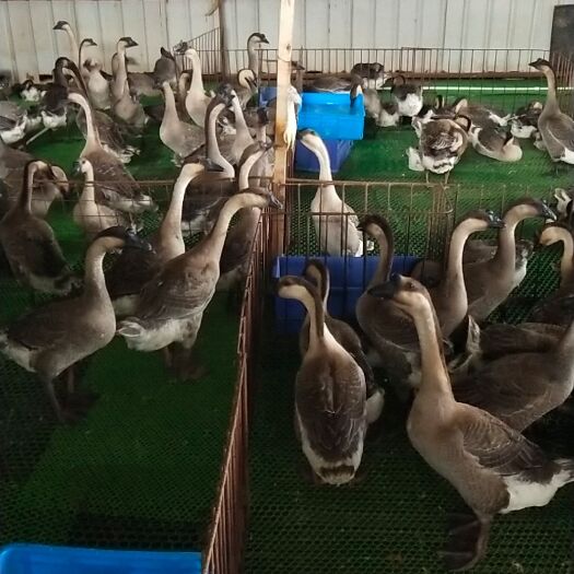 东莞市清远鹅 8-10斤 统货 半圈养半散养 