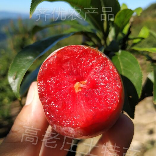 嵊州市桃形李苗   嵊州金庭桃形李树苗 李子树苗