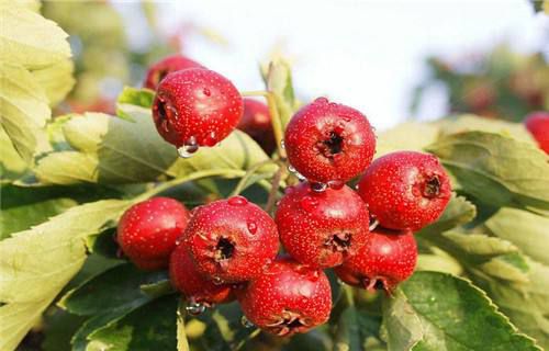 大果山楂苗  大五棱山楂苗