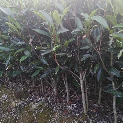 饶平县凤凰单丛茶苗 独本苗 1~1.5米 