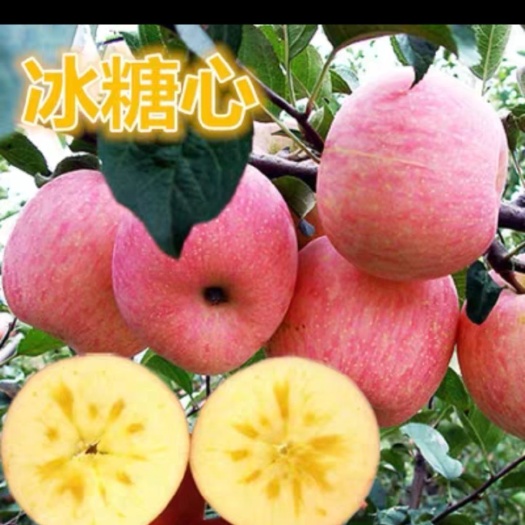 平邑县冰糖心苹果苗 0.5~1米 