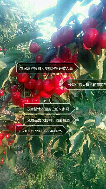 平度市脱毒矮化樱桃苗 