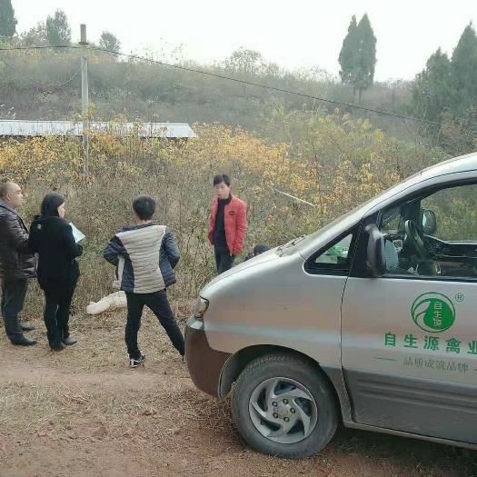 重庆市土鸡苗 