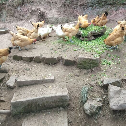 重庆市土鸡 4-5斤 母 