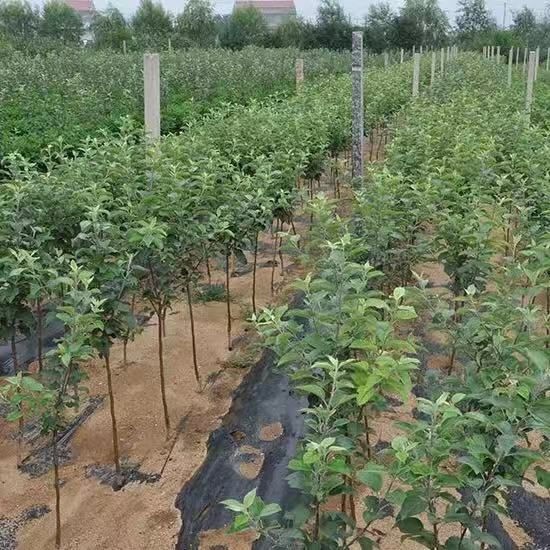 蛇果苹果苗 1~1.5米 