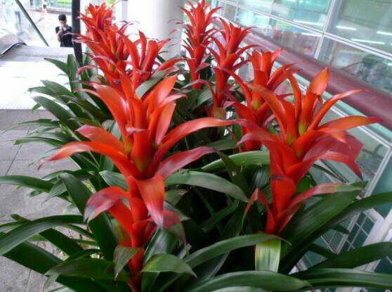 平头红凤梨盆栽  红运当头 盆栽