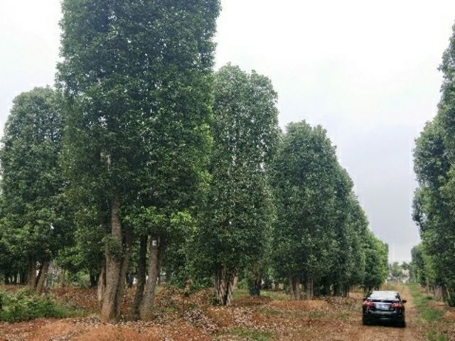 丛生香樟 基地直发 规格齐全 全国可发