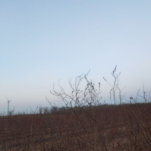 黄骅市冬枣树苗 