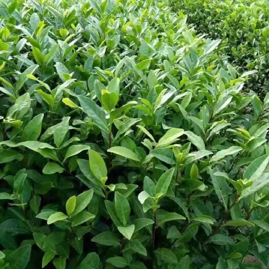 福安市白茶树苗 独本苗 0.5米以下 