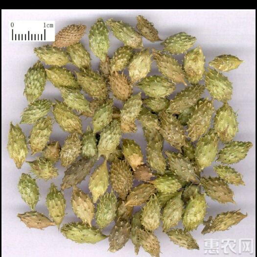 西华县苍耳  苍耳