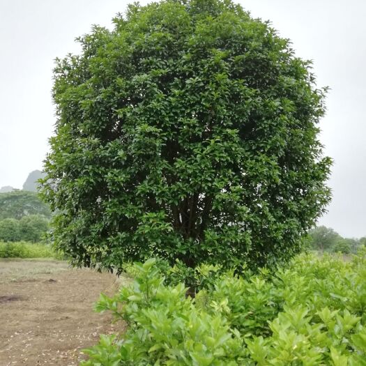  出售各规格桂花树