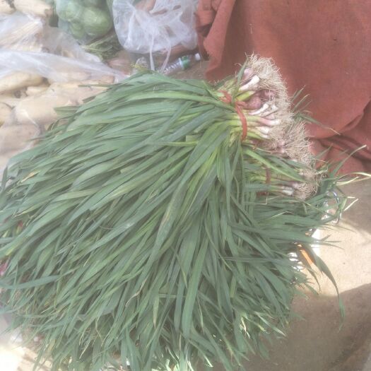 大理市紫皮大蒜苗 50 - 60cm 
