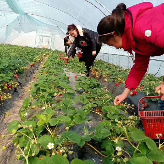 阜宁县红颜草莓 20克以下 