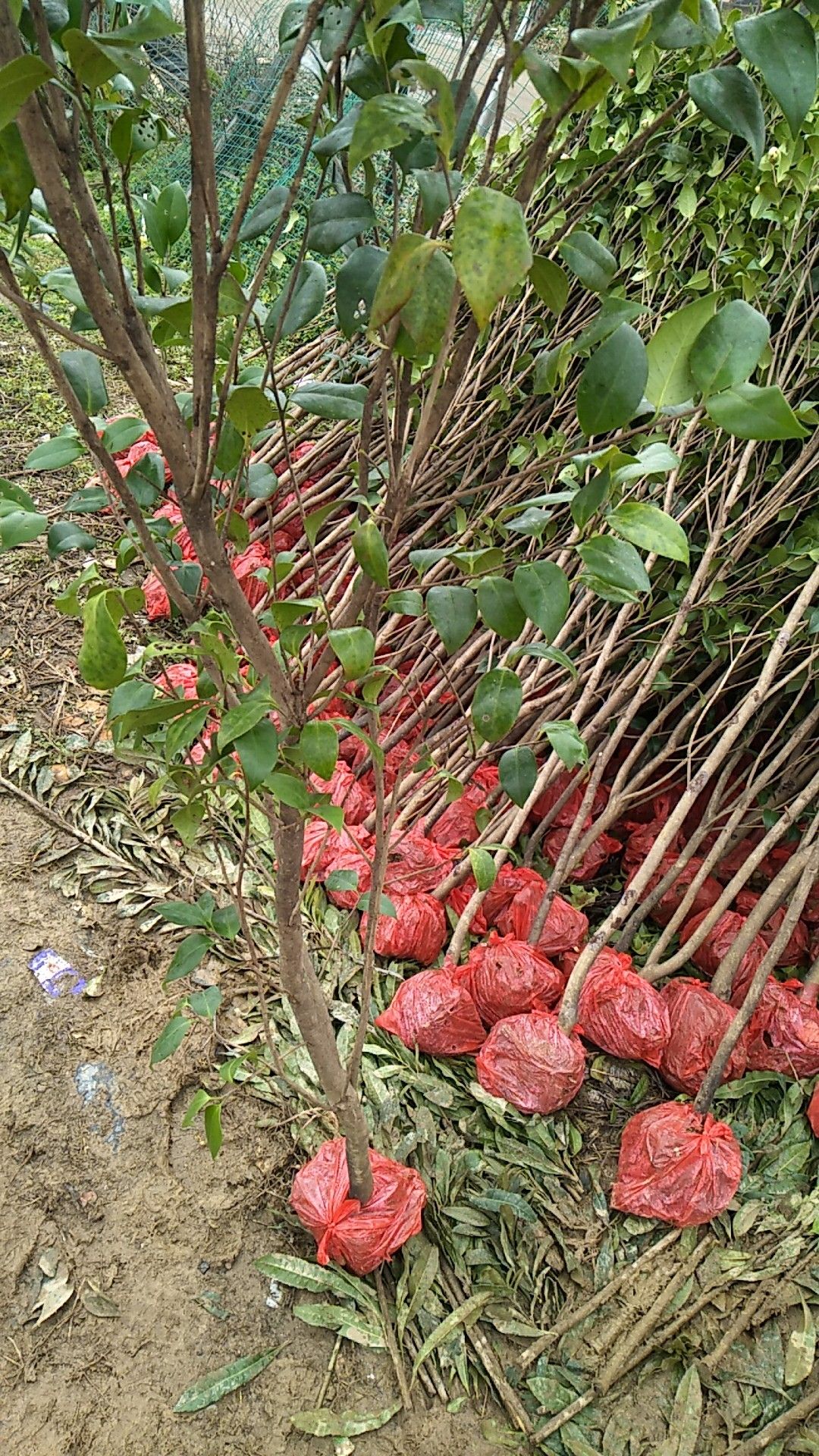 茶花树 100~140cm 